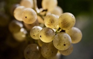 2013: il Pinot Bianco tra i friends del Friulano