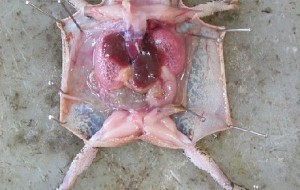 Battito anima…lista