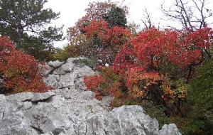 Carso e grande guerra. Un’occasione e non un’etichetta