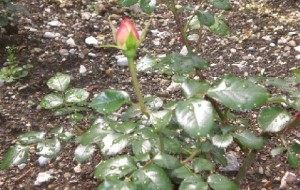 Festival delle Rose: nella Goriska, VII edizione al via!