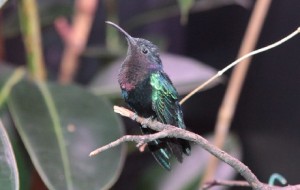 Il centro colibrì ha traslocato a Udine