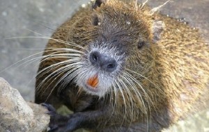 L’invasione delle nutrie