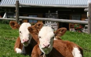 Lo sguardo dell’Europa sulla Pezzata Rossa