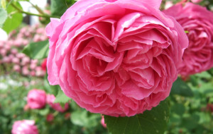 LA REGINA DI NOVA GORICA SBOCCIA A MAGGIO