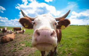 LE MUCCHE FRIULANE DAI BAMBINI DI MILANO