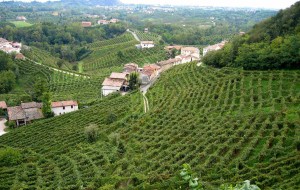 IL VINO VENETO VOLA ALLA FACCIA DELLO SCANDALO SAUVIGNON