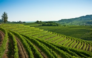 ALTRO CHE SLOVENIA. GLI SCIPPI AL COLLIO SI FANNO ALTROVE