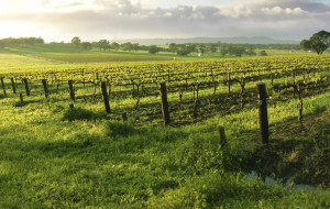 UN CINESE SI COMPRERA’ LA NOSTRA AGRICOLTURA?