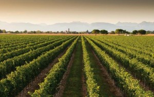 LA DELIZIA: IL NOSTRO PROSECCO PIACE AI FRANCESI