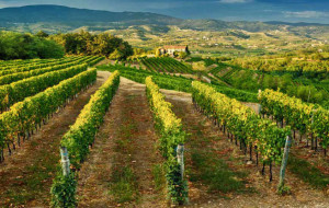 I 50 DEL CONSORZIO COLLI ORIENTALI E RAMANDOLO