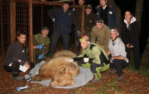 CATTURATO IL FAMELICO ORSO FRANCESCO