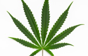 “CANNABIS TERAPIA”, PAGHERA’ LA REGIONE?