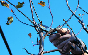 TARGATO FRIULI IL PRIMO DIPLOMA DI POTATURA AL MONDO