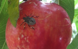 LA CIMICE KILLER DEVASTA I FRUTTETI