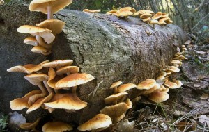 I SEGRETI DEI FUNGHI A FORNI DI SOPRA