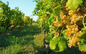 RIBOLLA GIALLA IN ESCLUSIVA AL FRIULI
