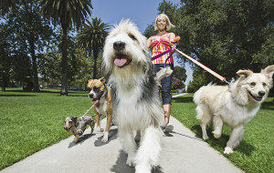 ESPLODE L’OCCUPAZIONE DEI DOG SITTER