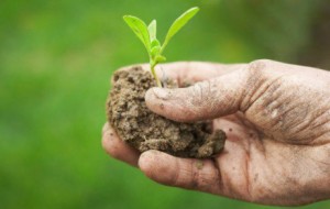 AGRICOLTURA BIO: RAFFORZARE SORVEGLIANZA E CERTIFICAZIONI