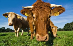 IN VENETO EMERGENZA BLUE TONGUE: A RISCHIO CAPRE, MUCCHE E PECORE