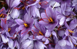 LO ZAFFERANO TUTTO FRIULANO