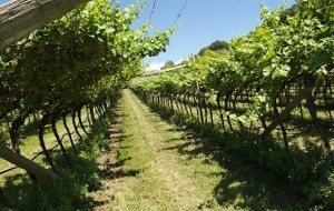 FVG 2016: PIU’ EXPORT PER AGROALIMENTARE E VITIVINICOLO