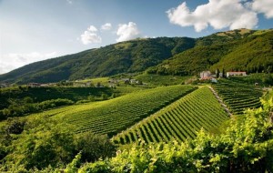 CANDIDATURA UNESCO PER COLLINE DEL PROSECCO: IL MINISTRO FIRMA