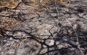 SICCITA’: A RISCHIO IL VINO FRIULANO?