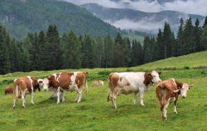 LATTE E CARNE: NO DEI CONSUMATORI AD ANIMALI CHE SOFFRONO