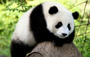 LINEA DIRETTA TRENTINO E SICHUAN: LE TERRE DEGLI ORSI INTENSIFICANO LA COLLABORAZIONE