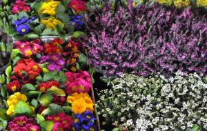 NON C’E’ PRIMAVERA SENZA POLLICE VERDE