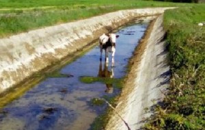 Mucca in fuga per 5 chilometri dentro  un canale a Bassano