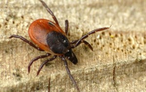 FVG IN EUROPA TRA LE REGIONI PIU’ “AZZECCATE”…IL VACCINO PER DIFENDERSI