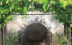 STORICA SVOLTA SALUTISTA DEL  CONSORZIO PROSECCO, AL BANDO I PESTICIDI. PLAUSO DA ZAIA