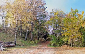 ALLEVIARE L’ASMA CON LA FORESTOTERAPIA