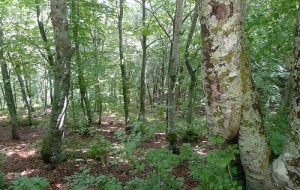 SETTORE FORESTALE, IN ARRIVO 6,8 MILIONI DI EURO DAL PSR VENETO