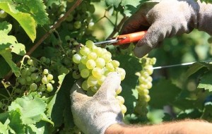 PROBABILE VENDEMMIA ANTICIPATA IN VENETO