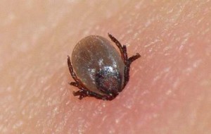 PATOLOGIE DA ZECCHE: IN FVG VACCINAZIONI GRATUITE MA NEL PORDENONESE SEGNALATI RITARDI