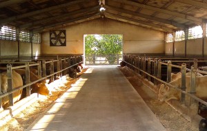 VENETO: PRENDE FORMA IL CONSORZIO DI TUTELA PER PRODOTTI A ‘QUALITA VERIFICATA’