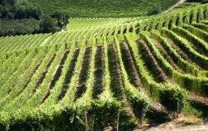 VITIVINICOLTURA: 40 MILIONI DI EURO EROGATI DALLA REGIONE VENETO NEL 2017