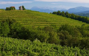 ENOTOUR 2017 – NEL CUORE DEI VIGNETI STORICI