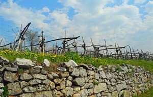 CARSO: TURISMO, BONIFICHE E RICHIESTA PRIORITA’ PER NUOVI VIGNETI