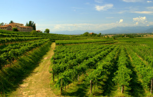 SUSGRAPE: AGRICOLTURA SOSTENIBILE E TECNOLOGICA