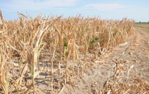 SICCITÀ: REGIONE VENETO, DANNI FINO A 170 MLN DI EURO NEL COMPARTO AGRICOLO