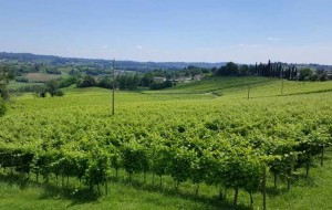 VITICOLTURA: DA REGIONE VENETO 7 MILIONI PER SETTORE ENOLOGICO