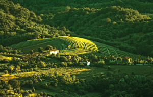 VINO IN SLOVENIA 2017: MENO BOTTIGLIE MA GRANDE QUALITA’