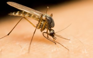 ALLARME NEL POLESINE: trovate zanzare positive al virus West Nile