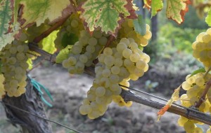 RIBOLLA GIALLA FVG: C’E’ CHI NON LA DIFENDE ABBASTANZA. APPELLO DI CONFAGRICOLTURA