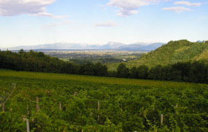 UNA VENDEMMIA “ZUCCHERINA” PER IL COLLIO ORIENTALE FRIULANO