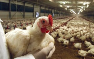 INFLUENZA AVIARIA: REGIONE VENETO CONVOCA TAVOLO DI CRISI