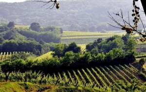 COLLIO-BRDA: CANDIDATURA UNESCO ABBIA RESPIRO CULTURALE